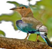 Mayani Bird Sanctuary