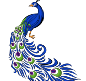 National Bird Peacock